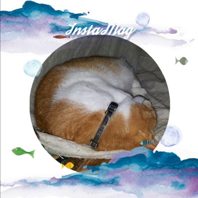 本日のソックスさん 4_a0355689_16230821.jpg