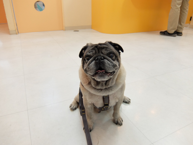 【肥満細胞腫 通院日・減薬】_f0128821_00030583.jpg