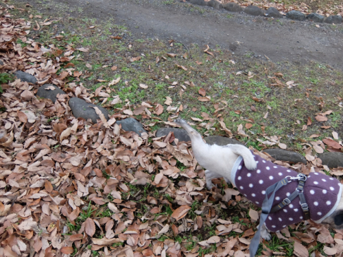 【肥満細胞腫 通院日・減薬】_f0128821_00363627.jpg