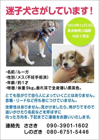 迷子犬捜索協力のお願い_d0183577_08544495.jpg