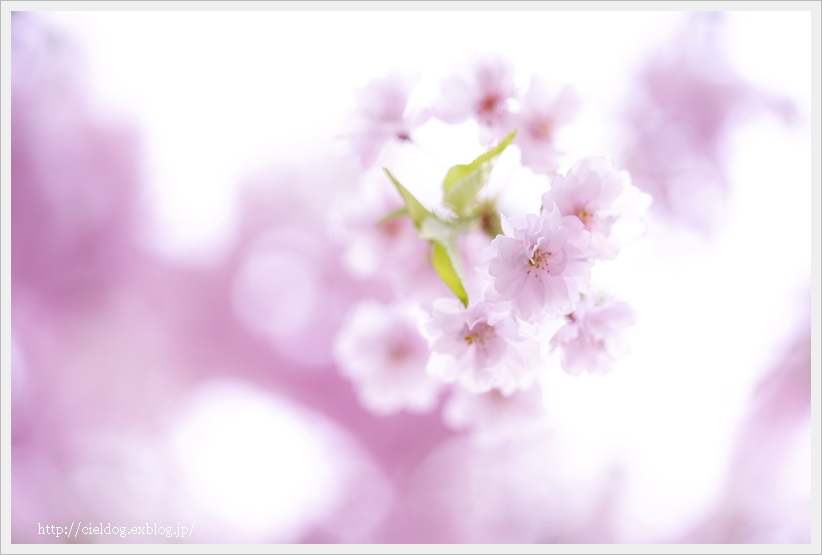 桜 2017_b0260373_21560247.jpg