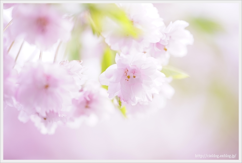 桜 2017_b0260373_21574221.jpg