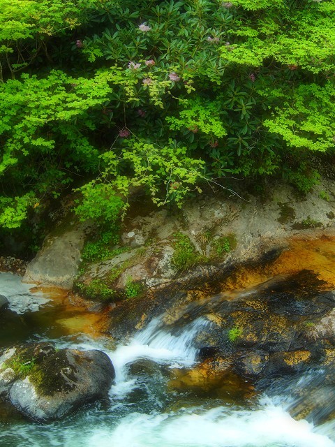 涼風滝めぐり21「亀が滝」と三室峡のシャクナゲ_d0295818_11544785.jpg