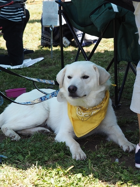 2017.6.4 湘南いぬ親会 番外編_e0242804_14312735.jpg