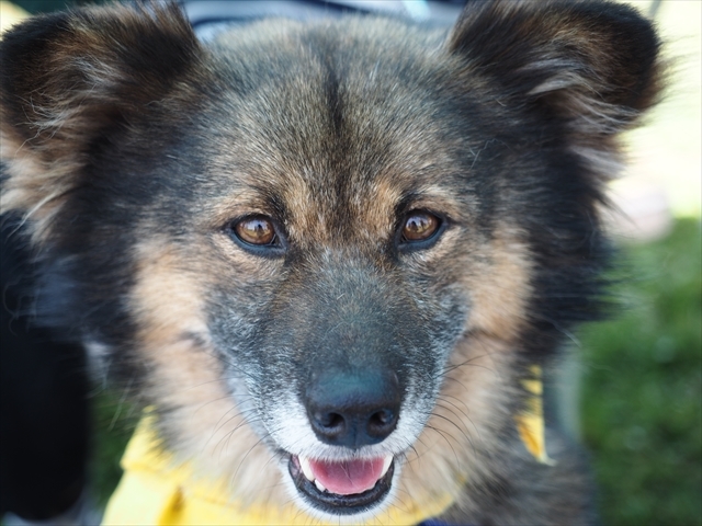 2017.6.4 湘南いぬ親会 番外編_e0242804_14173279.jpg