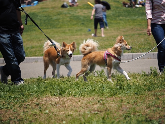 2017.6.4 湘南いぬ親会 番外編_e0242804_14341706.jpg