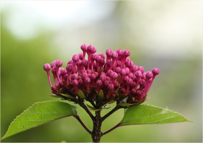 ☆ ボタンクサギ ・ アガパンサス ☆_f0181173_17535670.jpg