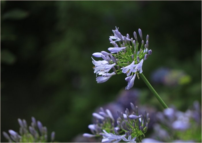 ☆ ボタンクサギ ・ アガパンサス ☆_f0181173_18045445.jpg