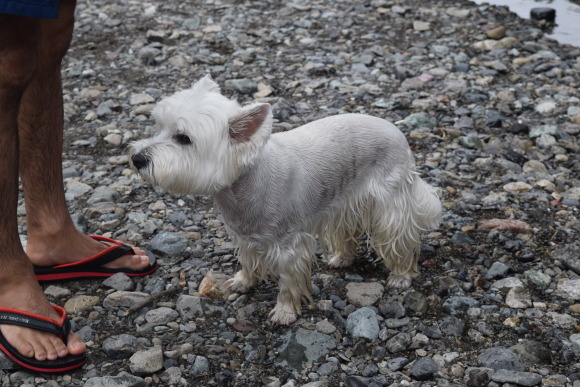 ♪ ダニエル 秩父 ウォーターパークシラヤマへ~(*^。^*) ♪_b0242873_22265769.jpg
