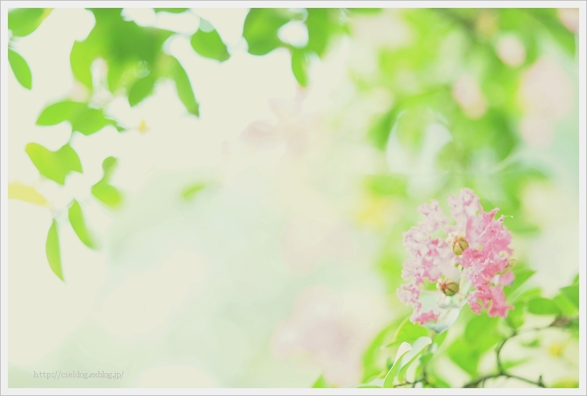 サルスベリ _b0260373_20284742.jpg