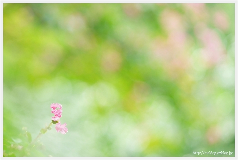 サルスベリ _b0260373_20292661.jpg