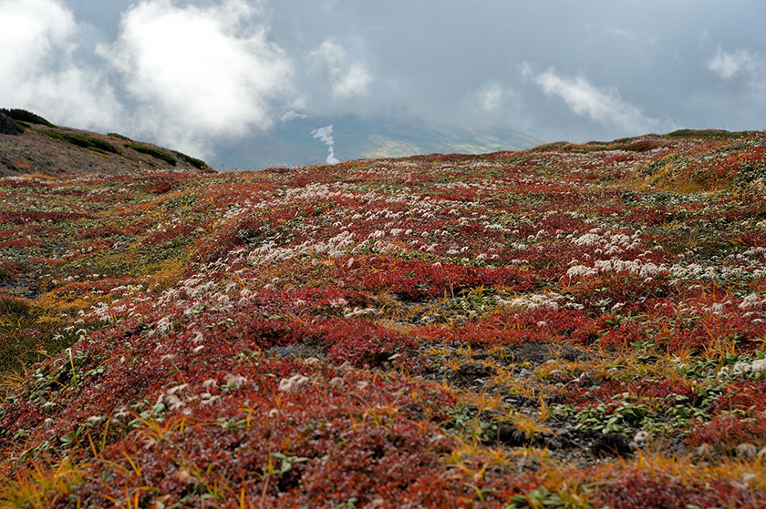 大雪山紅葉の旅 プチ縦走(後編) 2017/09/16_f0109977_09112624.jpg