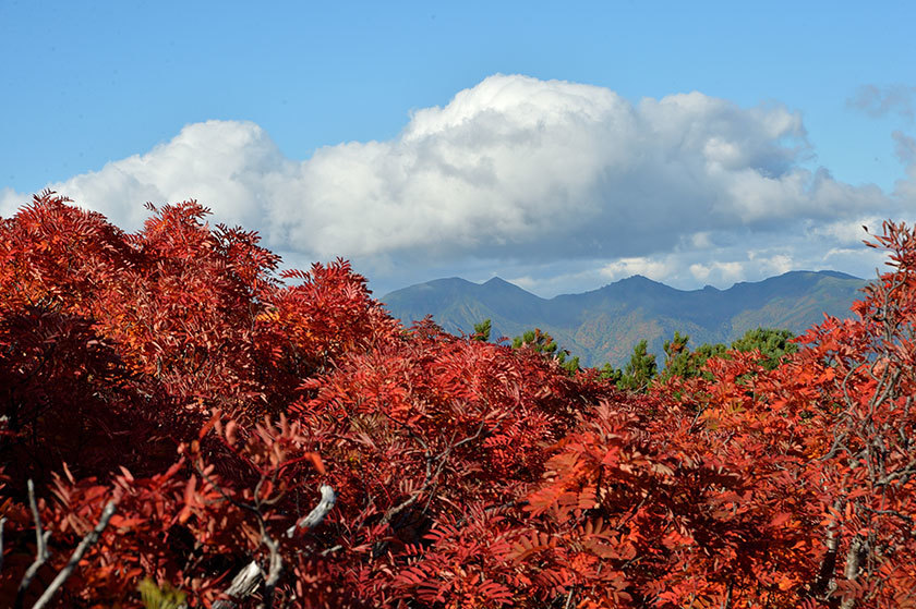 大雪山紅葉の旅 プチ縦走(後編) 2017/09/16_f0109977_12440429.jpg