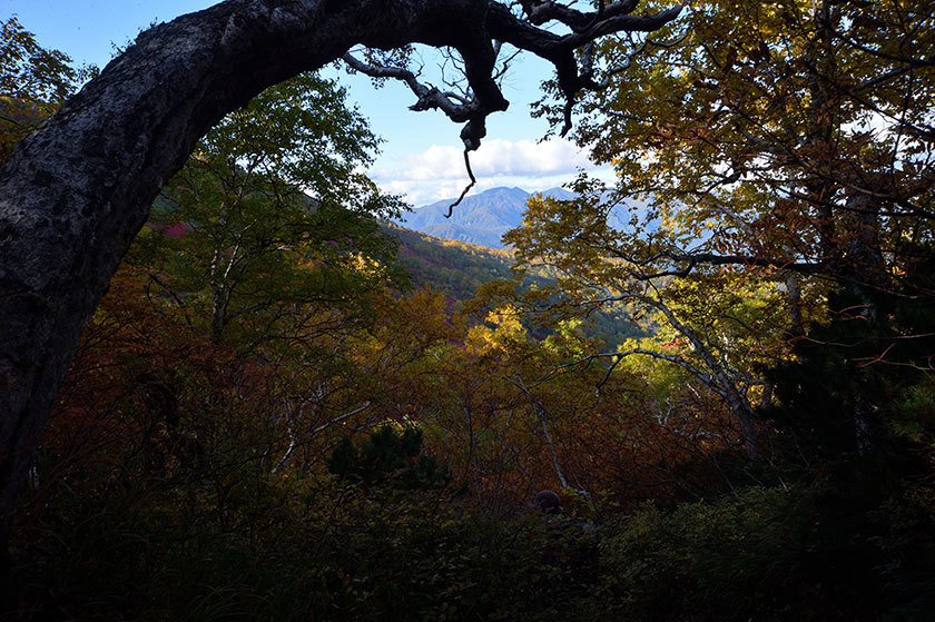 大雪山紅葉の旅 プチ縦走(後編) 2017/09/16_f0109977_13274218.jpg