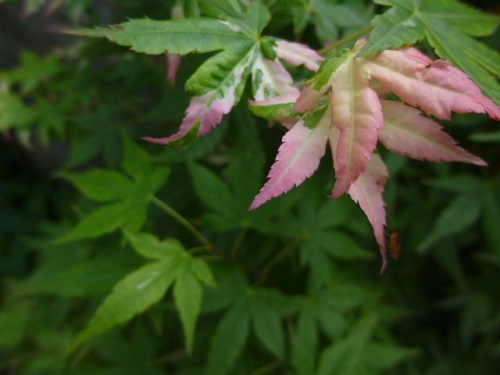 SWEET DREAMS_c0351306_11455569.jpg