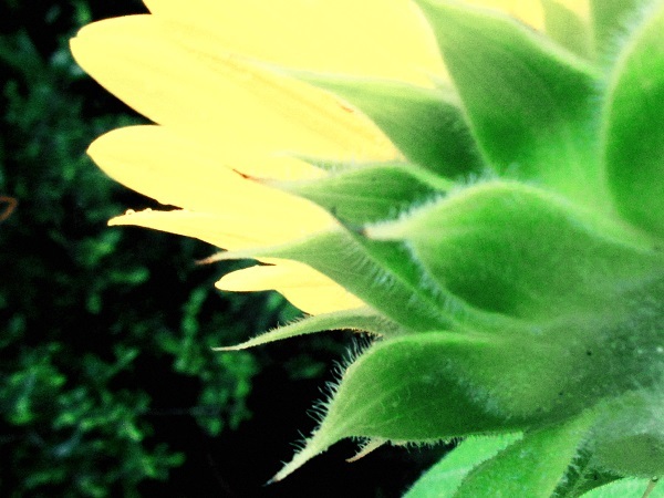 SWEET DREAMS_c0351306_21363906.jpg