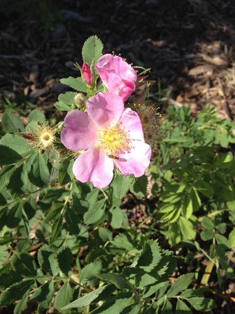 Road trip day 7- part 1/North Dakota_c0062603_21042147.jpg