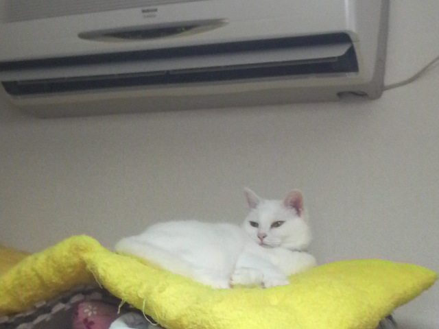 今日のエアコンの下_a0313160_208955.jpg