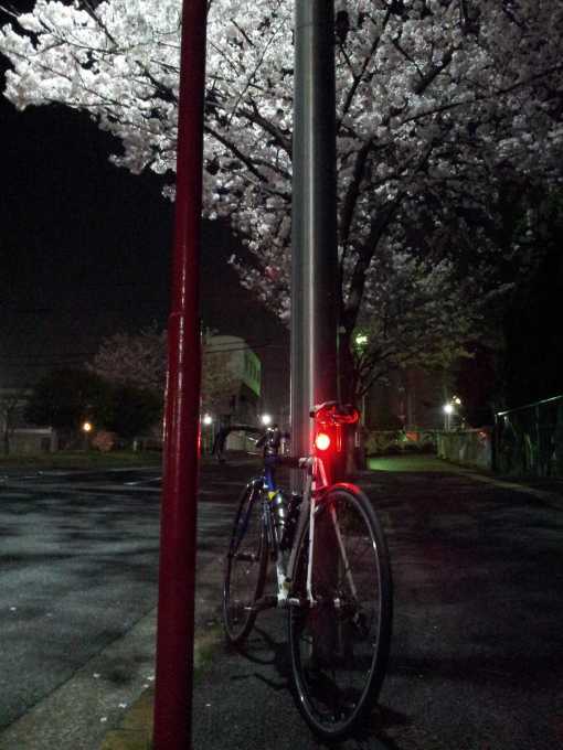 夜桜_f0376214_05121348.jpg