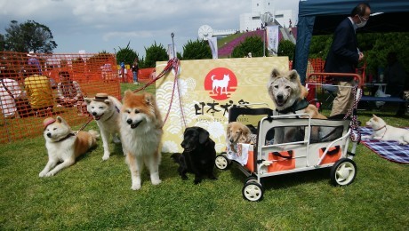 日本犬祭り!_b0285010_21030908.jpg