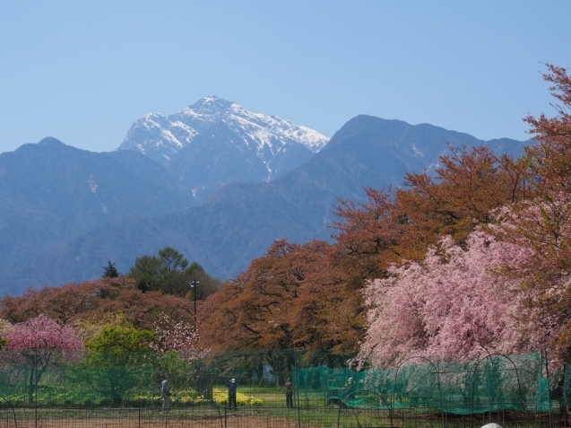 * 甲斐路の眞原桜の撮影ツアー_b0204819_13030910.jpg