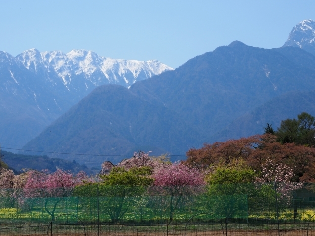 * 甲斐路の眞原桜の撮影ツアー_b0204819_13215231.jpg