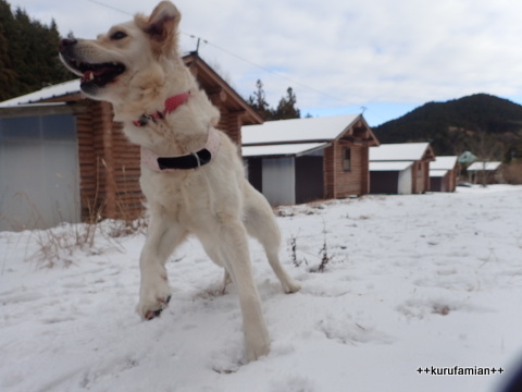 2017-2018 雪遊び はじめました。_b0101116_12292958.jpg
