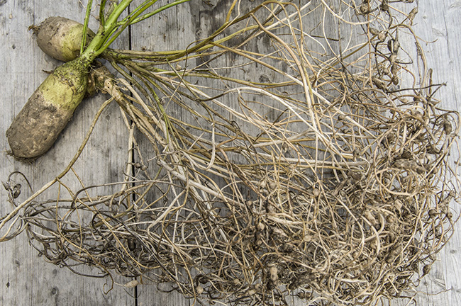 種の交換会 in みちくさ vol.2_c0168780_21590463.jpg