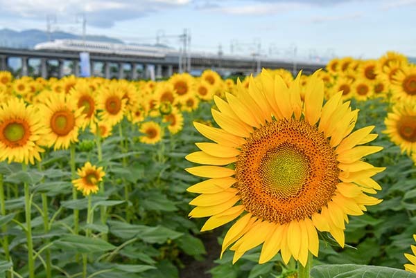 大垣市のひまわり畑_a0044202_10432655.jpg