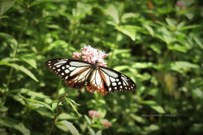 アサギマダラの丘で_e0348754_08272976.jpg
