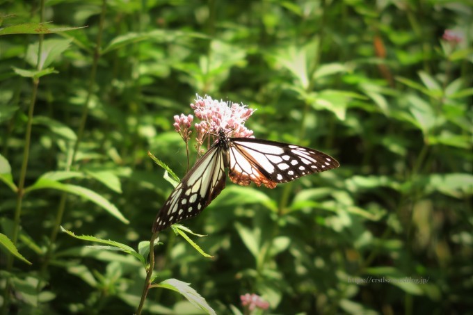 アサギマダラの丘で_e0348754_08274948.jpg