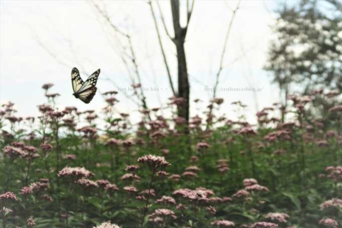 アサギマダラの丘で_e0348754_08275941.jpg
