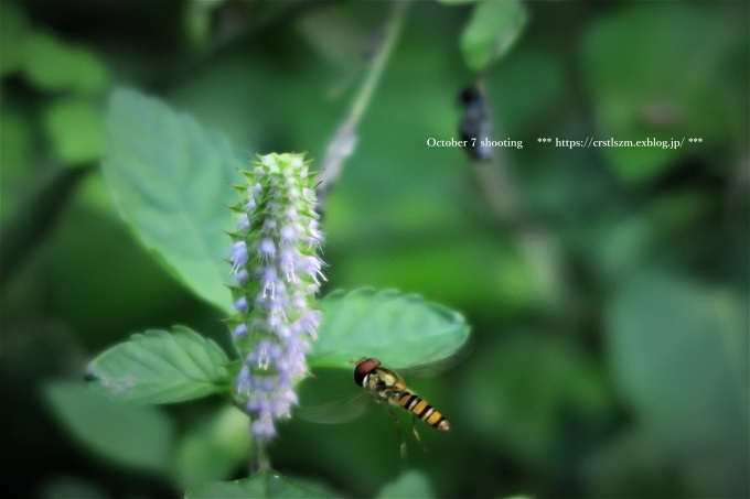 10月のひとり山歩き アケボノソウを求めて_e0348754_08195518.jpg