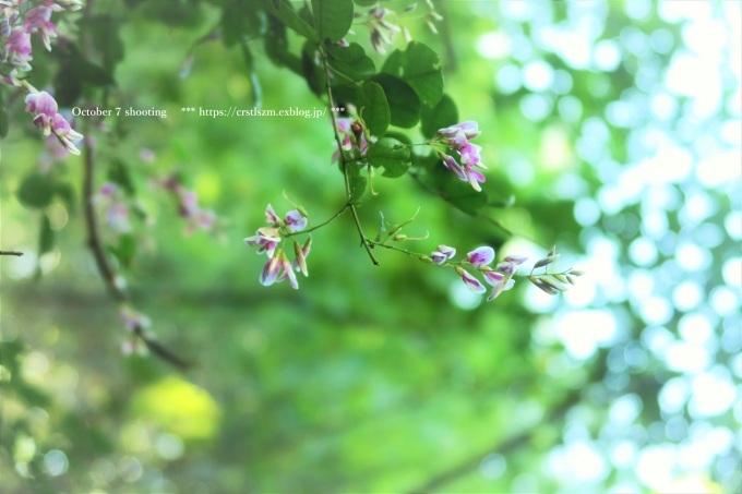 10月のひとり山歩き アケボノソウを求めて_e0348754_08210520.jpg