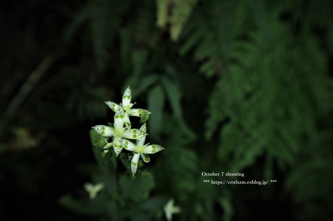 10月のひとり山歩き アケボノソウを求めて_e0348754_08230839.jpg