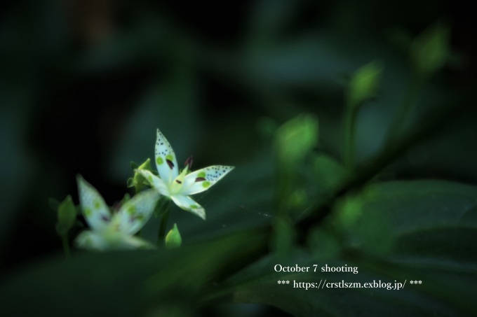 10月のひとり山歩き アケボノソウを求めて_e0348754_08240228.jpg