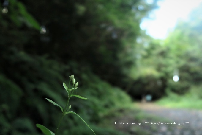 10月のひとり山歩き アケボノソウを求めて_e0348754_08281866.jpg