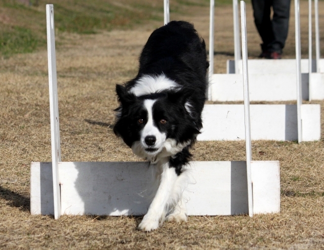 謹賀新年 2019_f0043847_23303631.jpg