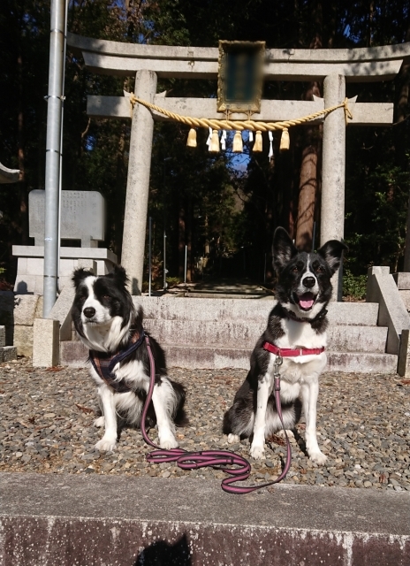 謹賀新年 2019_f0043847_23303663.jpg