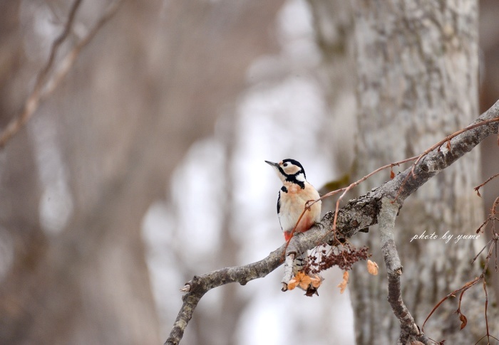久々の野鳥撮り♪_a0322950_17521456.jpg