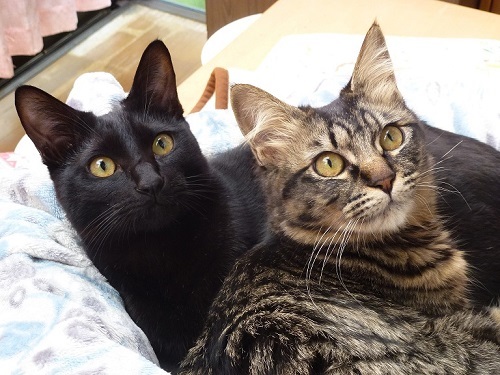 クレーム ブリュレ ショコラ♪_d0319943_08024925.jpg