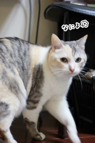 浅草「釜飯 春」。_e0354985_10484469.jpg