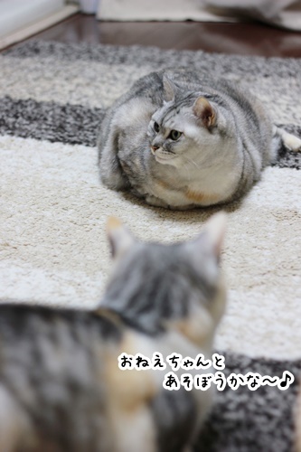 浅草「釜飯 春」。_e0354985_10484636.jpg