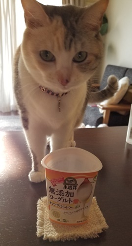 小岩井生乳ヨーグルトと猫の水飲み。_e0354985_16525974.jpg