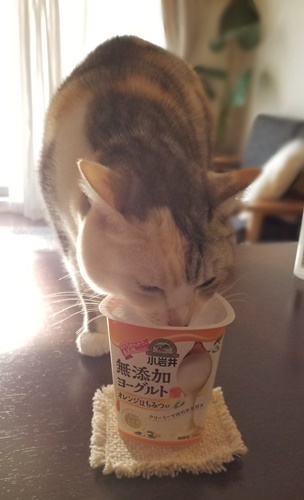 小岩井生乳ヨーグルトと猫の水飲み。_e0354985_16530133.jpg
