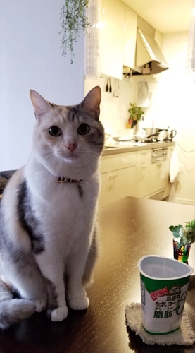 小岩井生乳ヨーグルトと猫の水飲み。_e0354985_16531240.jpg