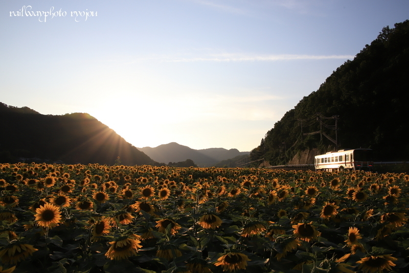 姫新線にひまわりと夕焼けのコラボを求めて~2019年7月_e0358678_16015978.jpg