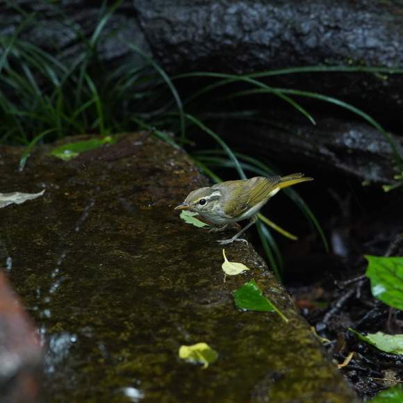 お山の水場のセンダイムシクイ Ⅱ GGY_d0346713_21212707.jpg