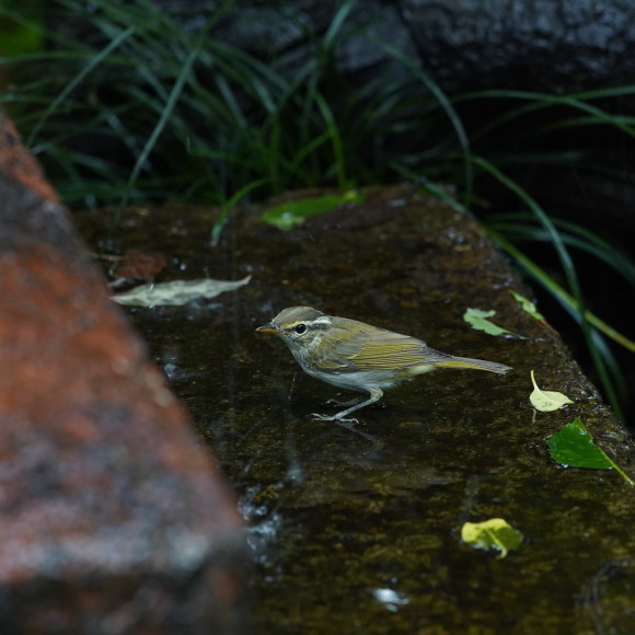 お山の水場のセンダイムシクイ Ⅱ GGY_d0346713_21213996.jpg