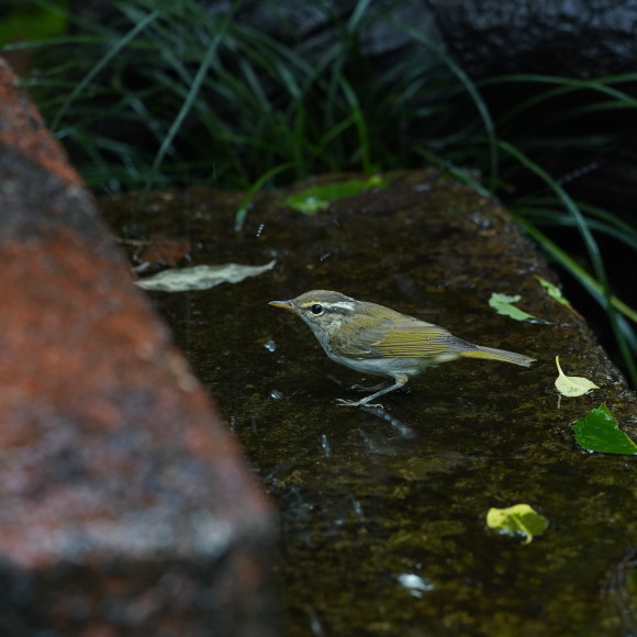 お山の水場のセンダイムシクイ Ⅱ GGY_d0346713_21215105.jpg